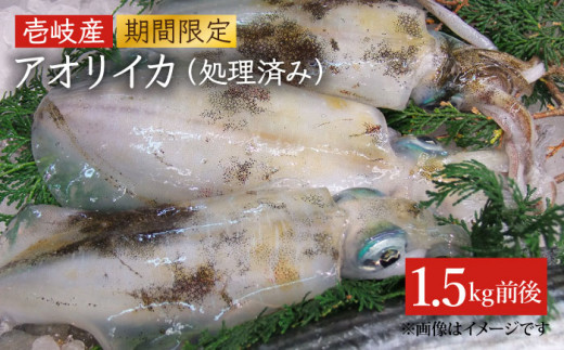 アオリイカ（水イカ）1,500g前後 《壱岐市》【ヤマグチ】[JCG019] いか あおりいか 32000 32000円