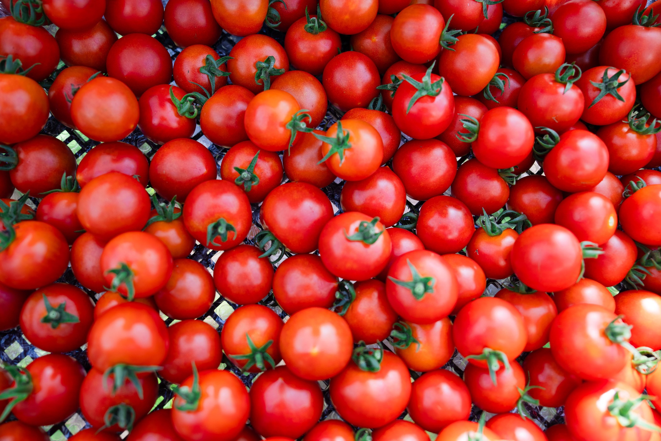 北海道壮瞥町産 ラビットゴッホ2kg 中玉トマト SBTAJ003