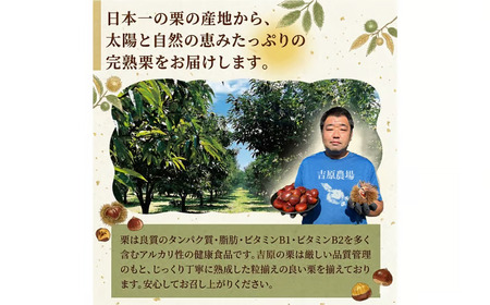 【 吉原農場 の 完熟栗 】 熟成 焼き栗 5袋 ( 200g × 5袋 )