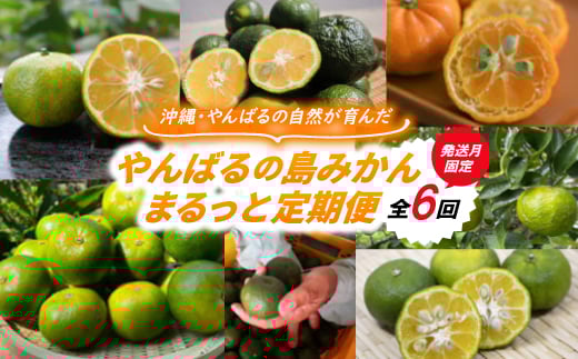 
            ＜発送月固定定期便＞やんばるの島みかんまるっと定期便全6回【4081245】
          