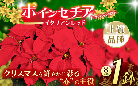 ポインセチア イタリアンレッド（8号鉢) | 栃木県 下野市