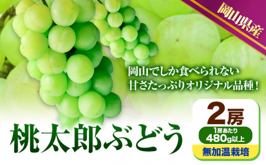 229.【先行予約】 岡山県産 桃太郎ぶどう  2房 (480g以上)  無加温栽培【配送不可地域あり】 《9月上旬-10月下旬頃出荷》 岡山県 矢掛町 ぶどう 葡萄 果物