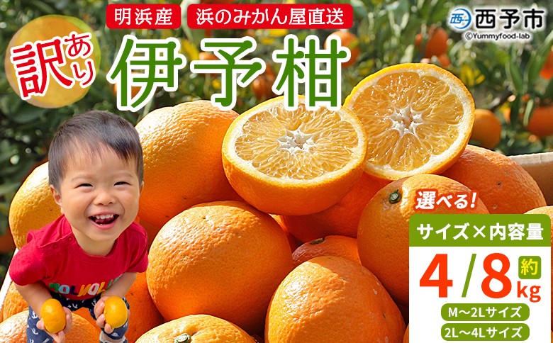 
            ＜訳あり 伊予柑 約4kg / 8kg 浜のみかん屋 直送＞ 選べる サイズ 小 中 大玉 M～4L ワケアリ イヨカン いよかん 家庭用 果物 フルーツ おいしい 甘い 柑橘類 明浜産 ご自宅用 特産品 愛媛県 西予市【常温】『2026年1月中旬～2月上旬迄に順次出荷予定』
          
