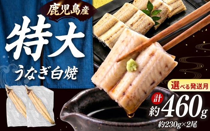 
            鹿児島産 うなぎ 白焼 2尾セット ▼国産 鰻 ウナギ 白焼き 特大 本格 有頭 九州産 丑の日  桂川町/山水商事 [ADAH009]
          