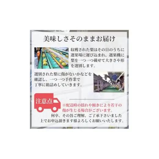 【2026年夏収穫分】幸水 5kg 14～18玉 しろいの梨 予約受付 ジューシー 甘い 美味しい おすすめ 甘い梨 フルーツ 果物 特産品 千葉県産