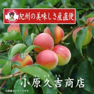 紀州南高梅うすしお味1kgと湯浅醤油1本　美浜町 ※離島への配送不可_イメージ3