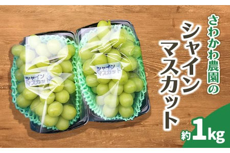 【令和8年産先行予約】シャインマスカット 1kg（2房）山形県鶴岡市産　さわかわ農園