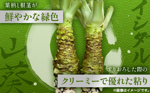 那賀わさび (イシダル) 約100g 1～2本【徳島県 那賀町 生産者直送 産地直送 本わさび わさび ワサビ 生わさび 山葵 野菜 香味野菜 国産 イシダル 薬味 調味料 万能 新鮮】FN-11