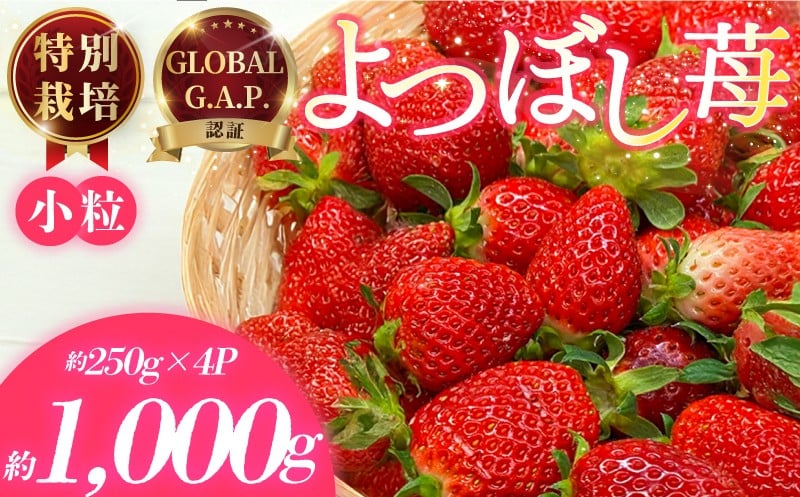 
            小粒いちご 特別栽培 よつぼし 計1kg 先行受付 2026年3月発送開始 約 250g × 4パック GLOBALG.A.P.認証 ブランドいちご 苺 イチゴ ストロベリー strawberry フルーツ 果物 旬 数量限定 期間限定 産地直送 おすすめ ichigo リッチフィールド株式会社 湘南 藤沢 神奈川
          