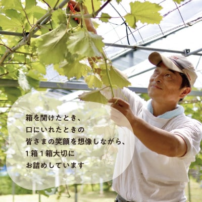 【きよとうファーム】【数量限定】大粒シャインマスカット厳選品1房 /700g以上(岡山県産)【配送不可地域：離島・北海道・沖縄県】