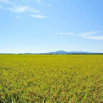 もち米 きぬのはだ 1kg×3【配送不可地域：離島・沖縄県】