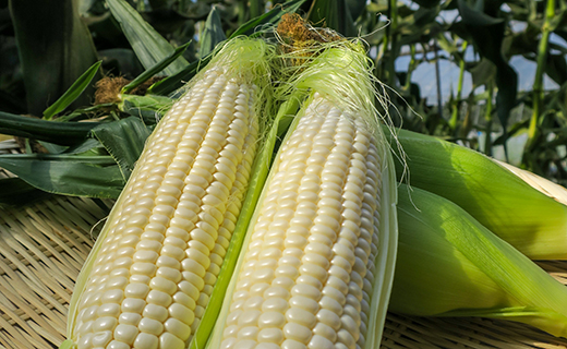 【先行予約】大地の恵み「とうもろこし2色セット」10本