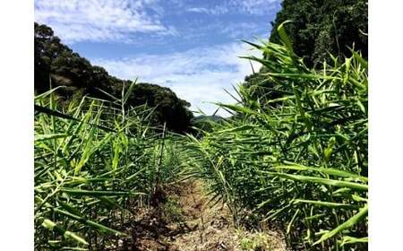 生姜 1kg 高知 自然栽培 しょうが ジンジャー