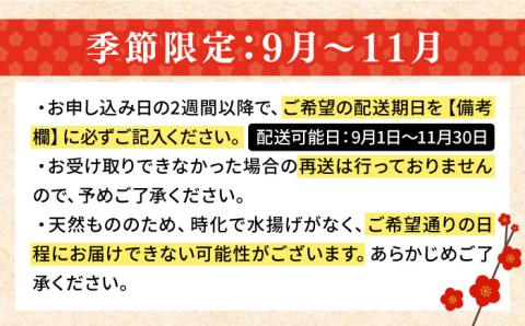 【先行予約】【9月～11月限定】 天然 クエ 丸もの 1本 2～3kg（鍋・刺身4～5人用）【2025年9月以降発送】 《壱岐市》【丸和水産】[JCJ010] 63000 63000円