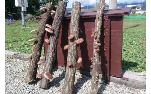 
                  【2026年8月下旬からお届け】原木シイタケ榾木
                