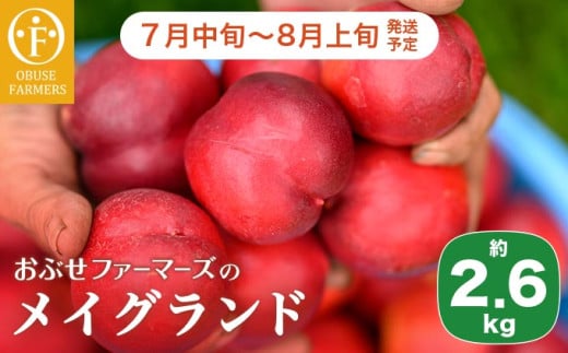 メイグランド 約2.6kg ［おぶせファーマーズ］ 果物 フルーツ ネクタリン 長野県産 信州産 令和7年産 【2025年7月中旬～8月上旬発送】［F-13］