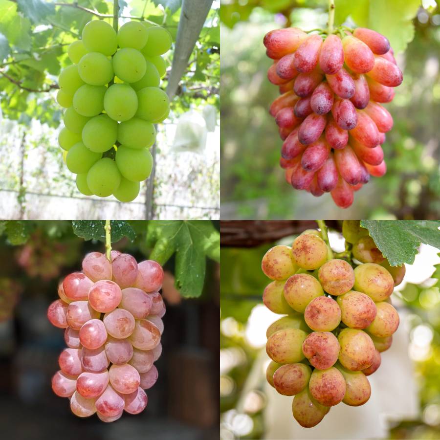 ＜マルモ秀果園＞ナガノパープルと旬のぶどう（品種お任せ）　2房ぶどう2房、合計1.2kg