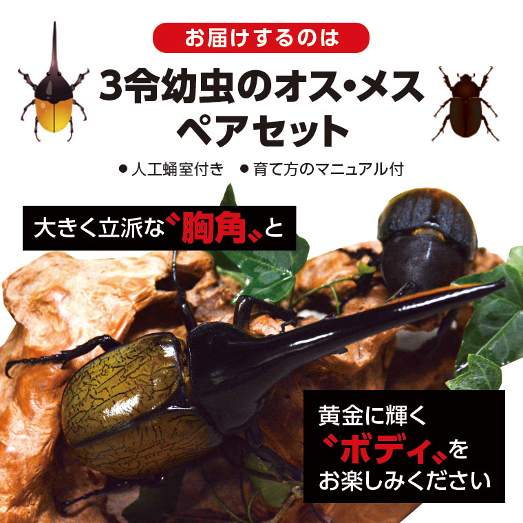 【B76001】ヘラクレスオオカブト（ヘラクレスヘラクレス）カブトムシ　3令幼虫ペア（オスメス）　人工蛹室付_イメージ5