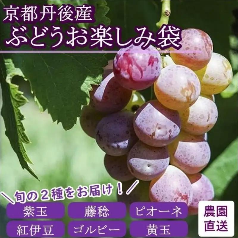 ぶどう 食べ比べ	【数量限定】京都丹後産 ぶどうお楽しみ袋（2026年8月下旬～発送）ぶどう盛り合わせ・葡萄・ぶどうセット・食べ比べ