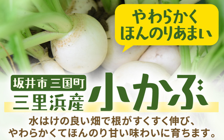 【期間限定】福井県坂井市三国町 村上農園産 小かぶ5パック入り（2玉×5袋）【かぶ カブ 蕪 野菜 鍋 新鮮 産地直送 贈答 ギフト】 [B-16501]