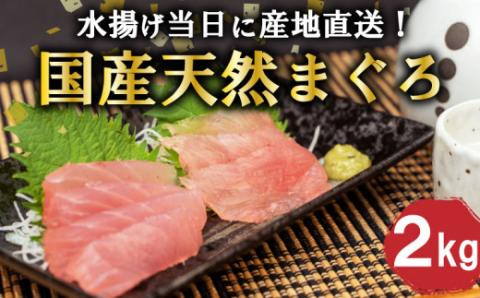 【国産】 天然マグロ2kg 生まぐろ 鮪の刺身