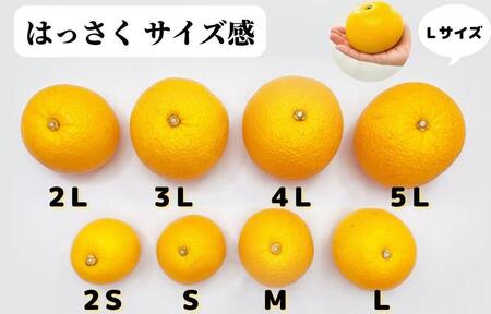 八朔 (はっさく) とにかく 小玉 箱込 10kg(内容量約 9.2kg) 秀品 優品 混合 Sサイズ以下 和歌山県産  産地直送［おまけ付き］［みかんの会］