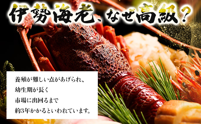 室戸産活冷伊勢海老【２〜３尾】＜室戸獲れイセエビ＞