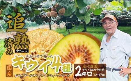キウイフルーツ【先行予約 数量限定 11月発送】4種 2kg 12-17個 キウイ 詰め合わせ