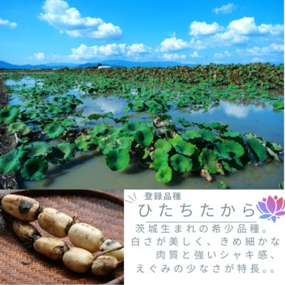 新物!　肉厚でシャキシャキの食感と甘みが特徴　　掘りたて れんこん　2Kg(2〜4本)【配送不可地域：離島】【1420961】