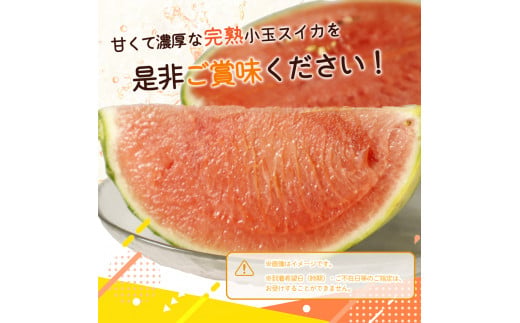 【先行予約】 紀州和歌山産 小玉スイカ「ひとりじめ」1玉 ※2027年5月下旬頃～6月下旬頃に順次発送予定(お届け日指定不可) スイカ すいか 果物 くだもの フルーツ【uot778B】