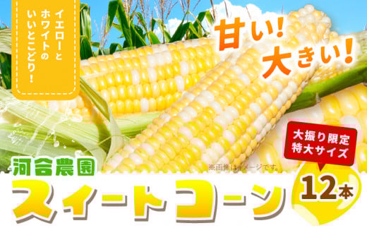 【先行予約】朝採りとうもろこし 河合農園のスイートコーン 12本 特大サイズ(1本380g以上) 河合農園《2026年8月上旬-9月中旬頃出荷》 送料無料 とうもろこし 北海道 本別町 北海道 十勝 本別町産 極甘 特大 バイカラー フルーティー とうきび トウモロコシ 高糖度