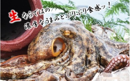 1811R_船上活き締め！生真だこぶつ切1kg（200g×5P）