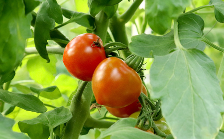 てぃーだの恵みと田里さんの愛情たっぷり！ミニトマト 赤2kg ミニトマト トマト 野菜 甘い 濃厚 フルーツ デザート フレッシュ サラダ スープ ピザ パスタ ソース トマト料理 リコピン ビタミン