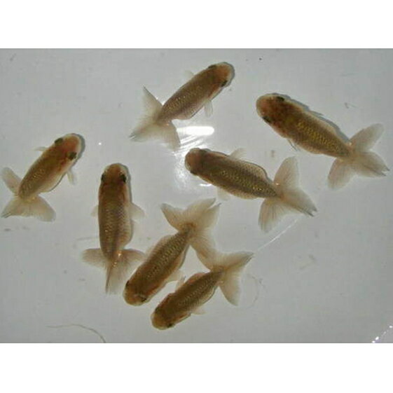 【ふるさと納税】らんちゅう 青仔 7匹 生き物 金魚 稚魚 　お届け：2025年4月1日より順次発送