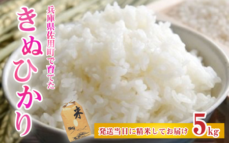 【先行予約】兵庫県佐用町で育てたきぬひかり 5kg 【2025年9月下旬頃から順次発送予定】兵庫県産 きぬひかり 減農薬米 精米 お米 特Aランク