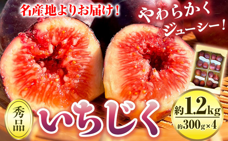 
                  【先行予約】紀の川産 いちじく 秀品 約1.2kg 約300g×4パック WAT農《2026年8月中旬-11月中旬頃出荷》 和歌山県 紀の川市 イチジク 無花果 フルーツ 果物
                