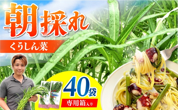 
                  新鮮朝採れ くうしん菜 大容量パック 40袋 / 野菜 葉物野菜 水耕栽培 産地直送 サラダ エンサイ ヨウサイ 国産 新鮮 野菜 鮮度抜群 小分け 詰め合わせ まとめ買い シャキシャキ 鉄分 夏バテ 料理 お裾分け 中華 炒め物 ニンニク炒め オイスターソース炒め おひたし 和え物 スープ 時短 ほうれん草 の代わり / 亀山市 / グリーンハウス吉田 [AMCD002]
                