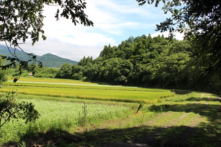 豊作御礼企画！会津の鬼ぐるみ１８kg ※着日指定不可