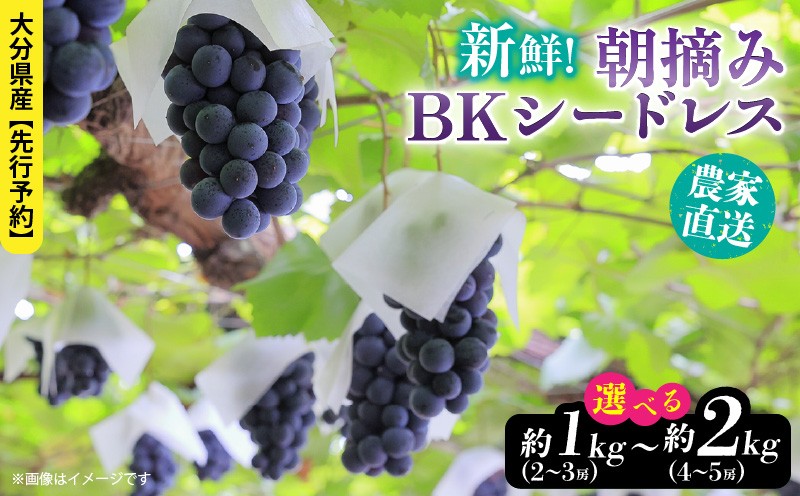 
                  テレビで紹介されました！【先行予約】【令和8年発送】農家直送！ 新鮮！ 朝づみぶどう BKシードレス 種なし 1kg 1.5kg 2kg フルーツ 果物 贈答 大分県産 採れたて_2657R
                