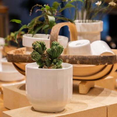 ふるさと納税 白山市 NIKKOのLittle by Little+肥料「ボナース」セット(TB-4) |  | 02
