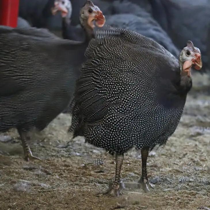 ほろほろ鳥　角ハムセット（角ハム＆手羽燻製、ささみ燻製）  【1746】