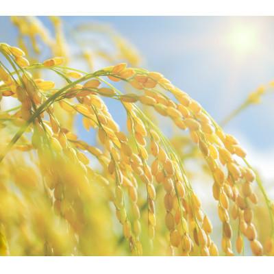 ふるさと納税 旭川市 【特Aランク】令和7年産米北海道産ななつぼし 精米合計10kg(5kg×2袋)【旭川市】_04808 |  | 03