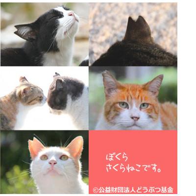 ふるさと納税 静岡市 さくらねこ支援　静岡市産茶ティーバッグ3種類【静岡茶・ほうじ茶・和紅茶】各12個入計36ティーバッグ |  | 03