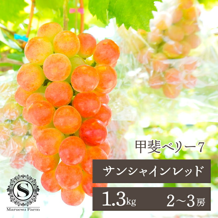 【ふるさと納税】＜25年発送先行予約＞「マルエス農園」サンシャインレッド 2～3房 1.3kg以上 ふるさと納税 笛吹市 国産 人気 期間限定 旬 果物 フルーツ 山梨県 送料無料 216-006