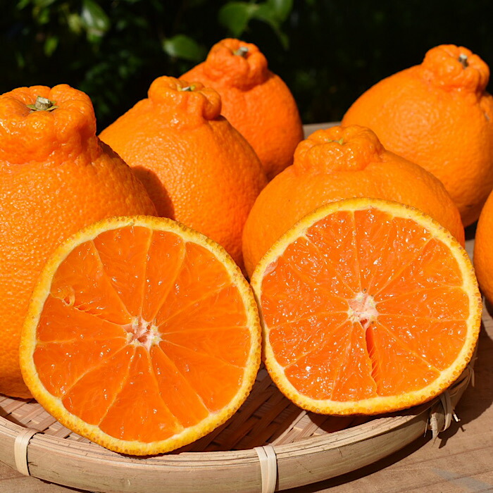 ZE6110n_和歌山県産 有田の不知火(しらぬひ) 6玉 L～2Lサイズ【