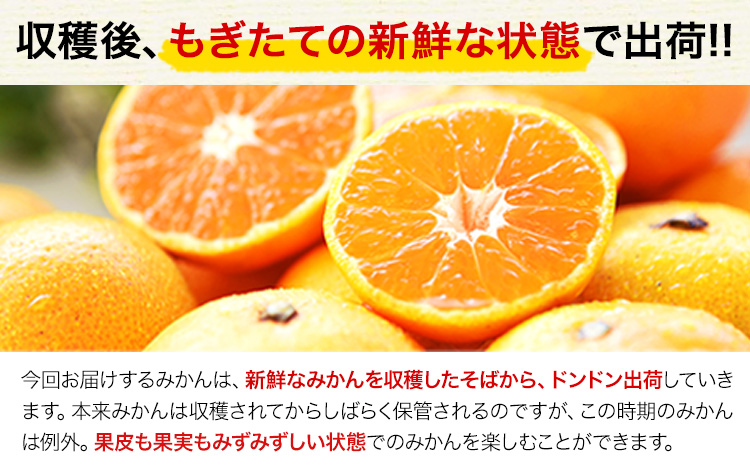 訳あり みかん くまもと小玉みかん 5kg (2.5kg×2箱)  フルーツ 柑橘 小玉 《9月中旬-10月下旬頃出荷》---fn_nkomikan_k9_24_5500_5kg---