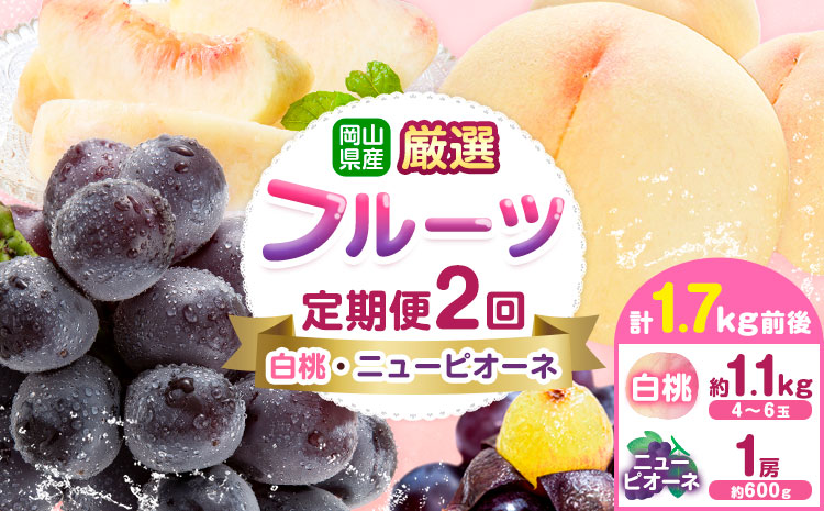 【先行予約】岡山県産 厳選 フルーツ 定期便 2回 白桃 ニューピオーネ 計1.7kg前後 株式会社藍《2026年7月上旬-9月末頃出荷》 岡山県 浅口市 岡山県産 白桃 桃 ニューピオーネ 種無し 旬 フルーツ 果物 くだもの 送料無料 【配送不可地域あり】---124_c1987_7a9m_25_28500_jul2_tei---