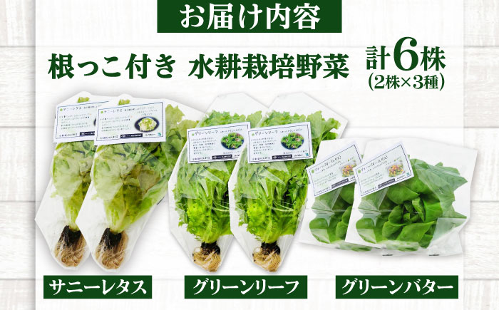 水耕栽培野菜 2株×3種（サニーレタス/グリーンリーフ/グリーンバター）吉富町/株式会社ハイダイ工業 [BGBT004]
