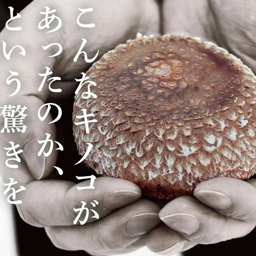【 訳あり/不揃い 】禅丸椎茸 1kg (250g×4パック) 【岩手県紫波町産】 (FG001)
