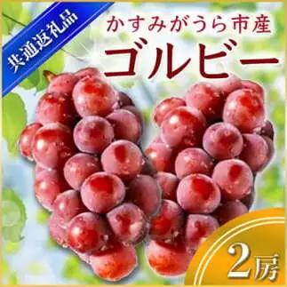 ゴルビー 2房 ＜2026年9月上旬より順次発送予定＞ (県内共通返礼品:かすみがうら市産) 先行予約 ぶどう ブドウ 葡萄 フルーツ 茨城 新鮮 (BR053)
